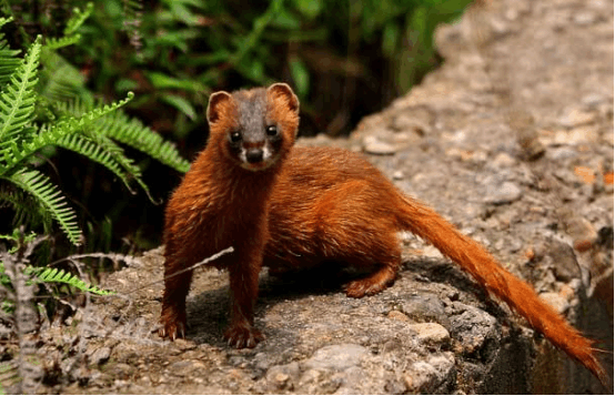 黄鼠狼也有天敌? 家里有了这种动物, 家禽再也不害怕被偷了