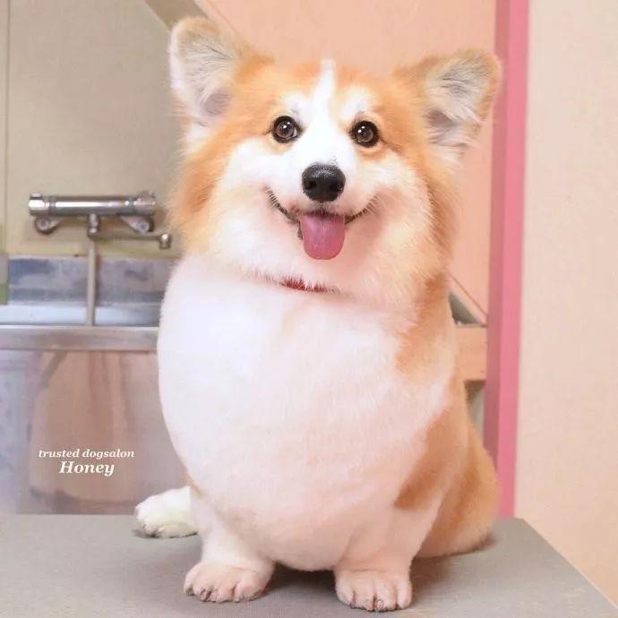 谁说柯基的屁股过时了