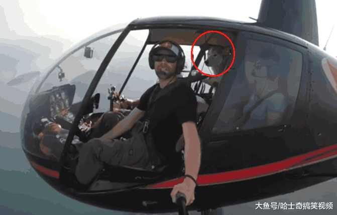 男子带二哈坐飞机玩自拍, 二哈表情亮了: 我想跳下飞机