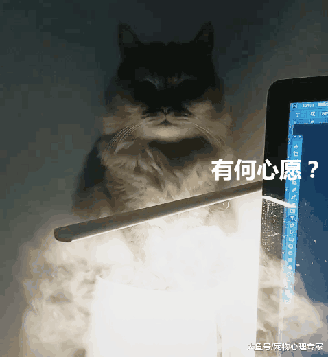 寻找猫咪10分钟无果, 一个无意间的抬头, 那种感觉有点奇怪