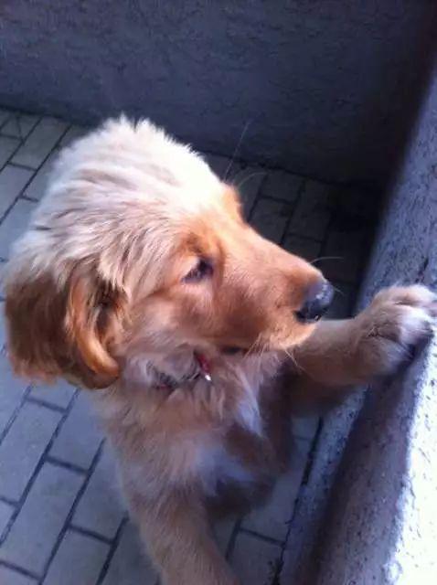 超级自来熟又好客的大金毛, 每天的乐趣就是趴墙头撩路人!