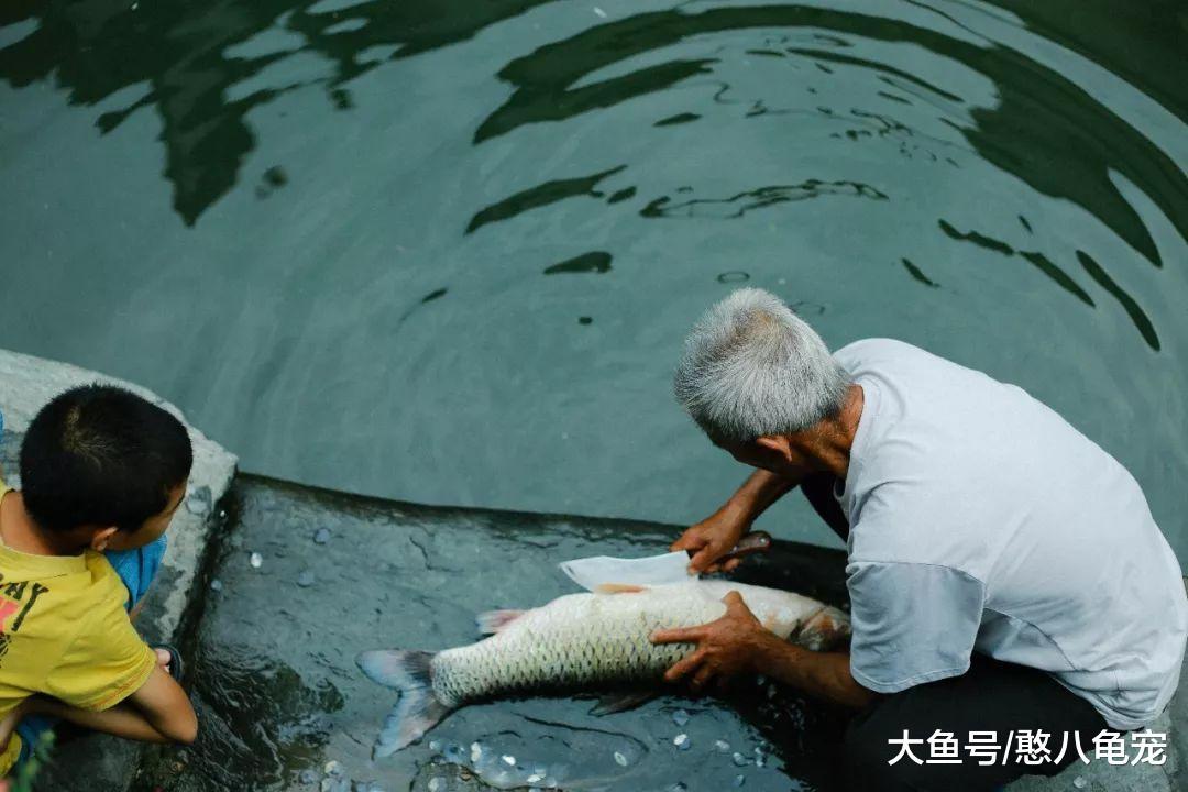 小隐的素言素语: 致青春里的大樟树
