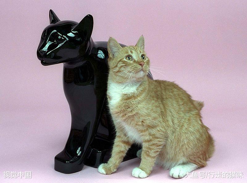 来了解一下古老的埃及猫