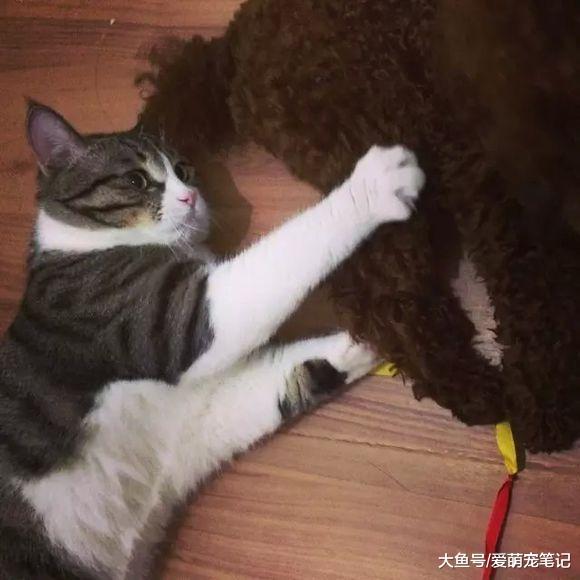 猫咪偷吃东西被网友教育之后, 就在她床上拉粑粑, 这猫报复心好重