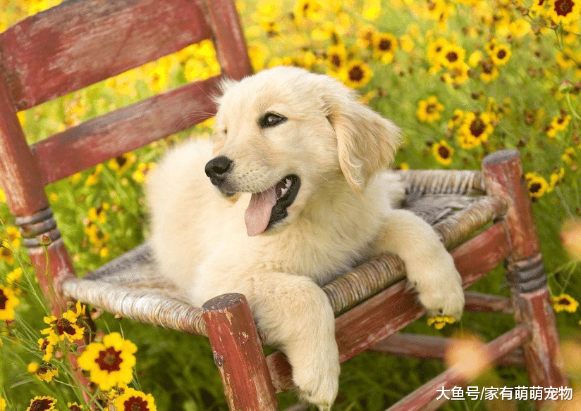 狗狗舔主人只是因为喜欢吗? 多数人都不知道, 其实还有这5个原因!