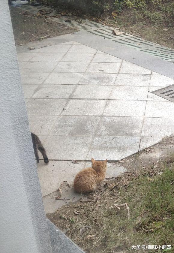 妹子发现了一窝可怜的流浪猫, 下雨只能被淋湿, 寻找好心人收养