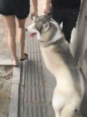 史上混得最惨的二哈, 陪主人这样逛街, 汪: 兄弟, 我不要面子的吗