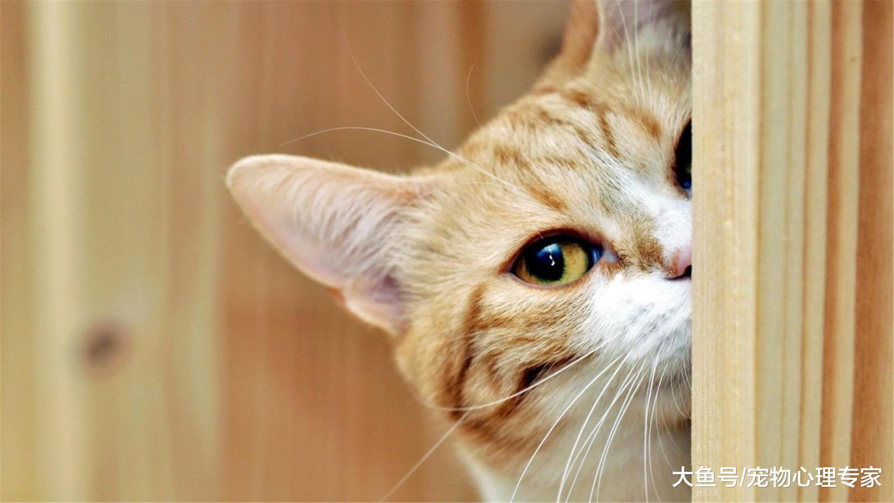 10%的猫咪不会埋便, 令主人头疼不已, 一味地抱怨倒不如查清缘由