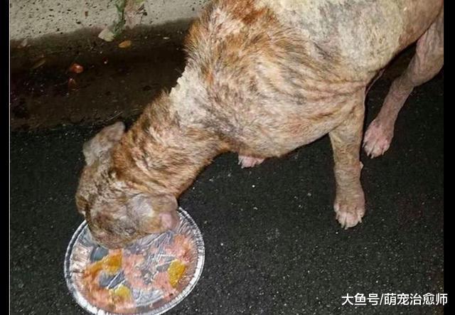 一只诱饵犬深夜被遗弃在垃圾场, 全身伤痕眼神无助, 看了让人心疼