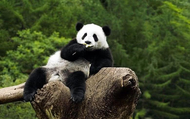 一只拥有“金鱼眼”的熊猫, 被有心人无情诋毁, 粉丝的回应太暖心