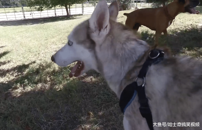 流浪哈士奇骨瘦如柴一身臭味, 被救助后却变成了“帅小伙”