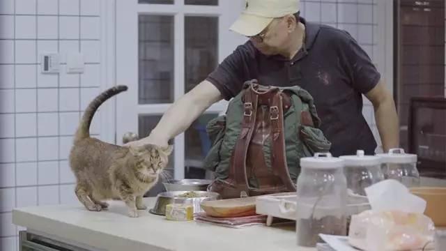 走遍法租界喂300只猫, 60岁大叔已坚持8年, 每日投放40斤猫粮