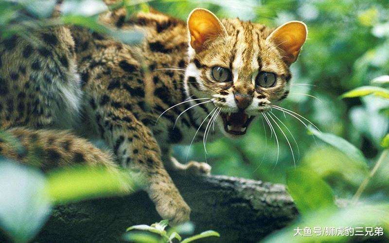 这种猫科动物外形十分漂亮, 恰恰因为漂亮, 曾被国人大肆捕杀