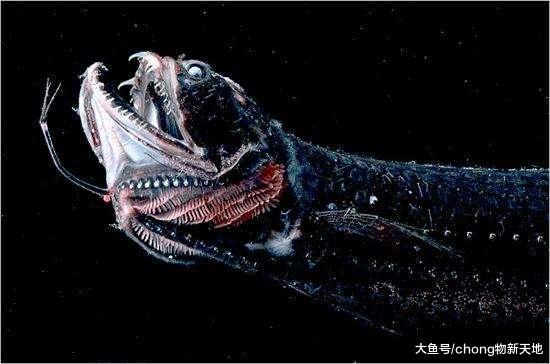深海里奇怪的鱼, 为了能吃下更多的猎物, 它的嘴占了身体的一半