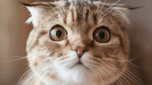 猫咪不能缺这些东西, 你家的中招了吗?