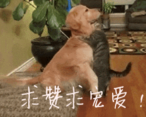 猫咪肤色太黑, 主人发来求助帖, 网友: 这不是缺点, 是优点啊!