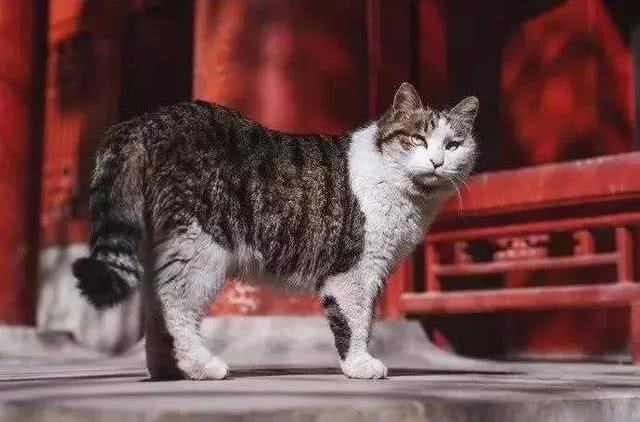故宫加菲猫受邓伦宠溺关照, 在宫廷猫咪中脱颖而出, 受众猫羡慕!