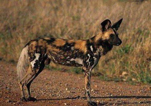 陆地上10大速度最快的动物, 猎豹无悬念榜首, 非洲狮仅第七