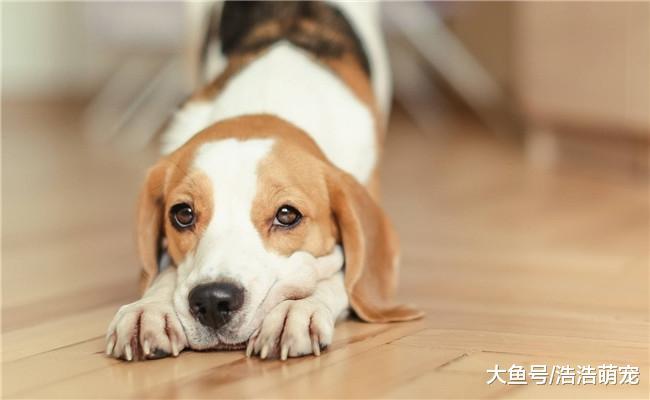 狗狗往你身上扑有三个原因, 喜欢你只是其中之一
