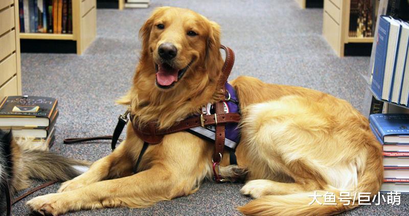 狗狗坐镇图书馆, 不想看书就撸狗, 学校表示撸狗可以提高学习效率