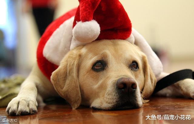 你觉得什么狗狗“不忠诚”? 我认为是这5大狗狗, 见人就亲!