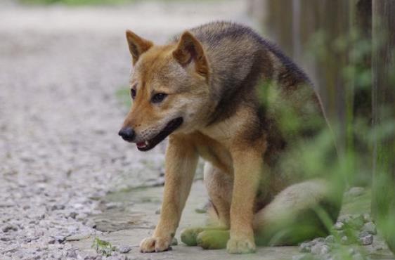 主人为养博美卖掉土狗, 土狗却抱住主人, 买狗人看到这一幕落泪
