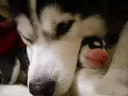 流浪狗被收养的时候, 怀里还藏着一只小狗: 我能带它一起走吗?