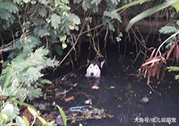 网友带二哈回农村老家, 二哈不小心掉到河沟了......