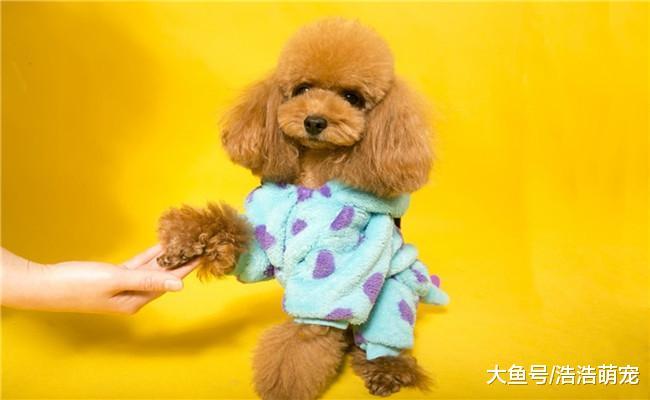 泰迪犯错误了, 主人惩罚它时, 有五种方式不可取