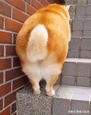 你可能不知道, 这5个做法, 其实是在谋杀你的柯基犬!