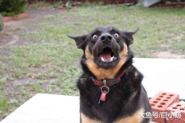 狗狗吓到骨头都不咬, 表情惊恐到变形让人笑疯, 它到底看到了什么