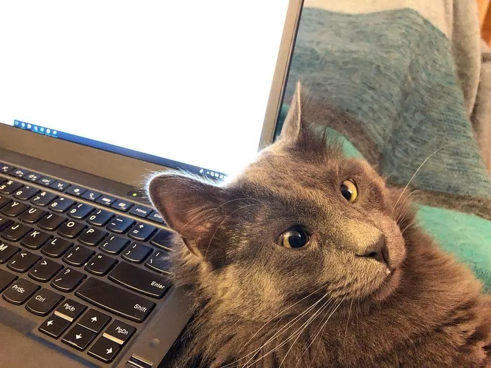 铲屎官领养了只喵星人, 到家才发现这猫居然有当贴身保镖的天赋