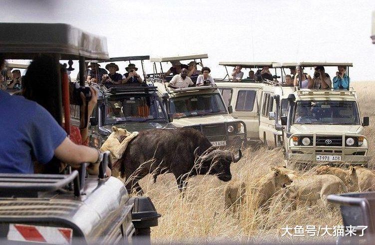 为何说老虎比狮子凶猛? 仅看参观它们时人们乘坐的车辆就知道了