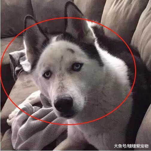 男子买了一只小二哈, 半年后它的样子笑喷了: 你是个啥玩意啊!