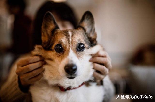 你可能不知道, 这5个做法, 其实是在谋杀你的柯基犬!