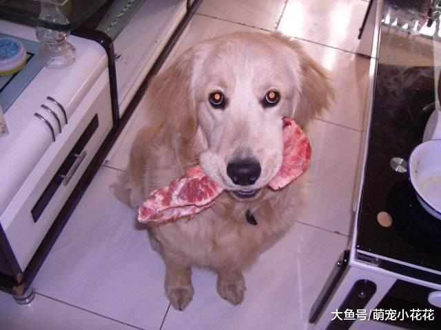 “禁养”盯上这6种狗了! 养这些狗的宠主必遭严查, 违者警察局见