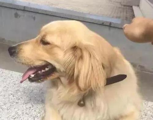 狗狗有多爱主人? 网友分享, 这感情也许超过父子之爱