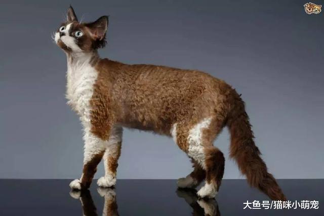 10种不掉毛的猫咪, 你见过几个?