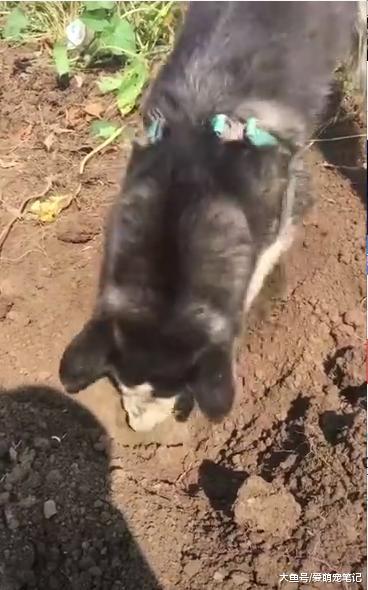 网友养了一只哈士奇, 农忙时帮助他刨红薯, 狗: 终于有用武之地了