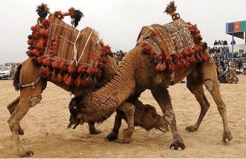 为了争夺配偶, 骆驼们用尽全力决斗, 却只攻击一个部位