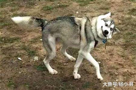 主人看着地上二哈画的“水墨画”, 咬着牙说有才, 二哈乐了: 夸我