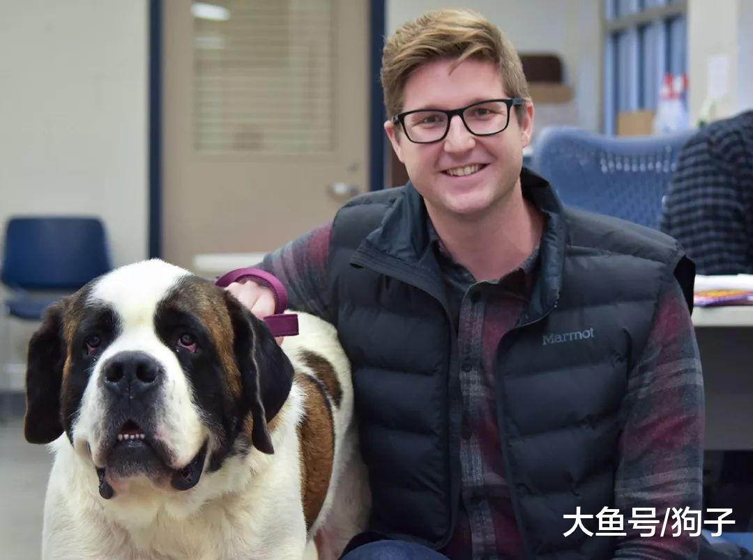 蠢狗出门遇豪猪, 结果带了一嘴刺回来: 主人, 就是它扎我!