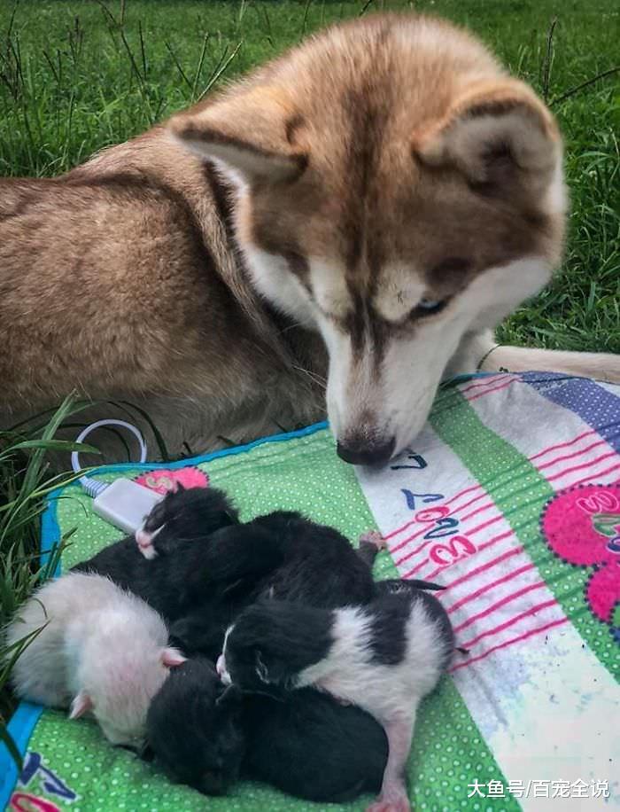 哈士奇不是二哈, 它在森林里救了7只垂死小猫, 成为它们的新妈妈