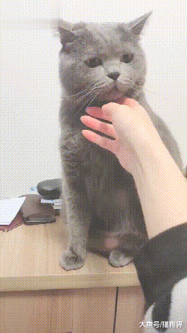 主人: 你就从了我吧! 小猫咪~猫: 不要这样, 我们是没有结果的!