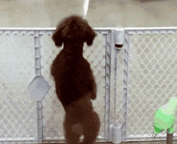 你永远想不到, 一只泰迪会有什么神操作!