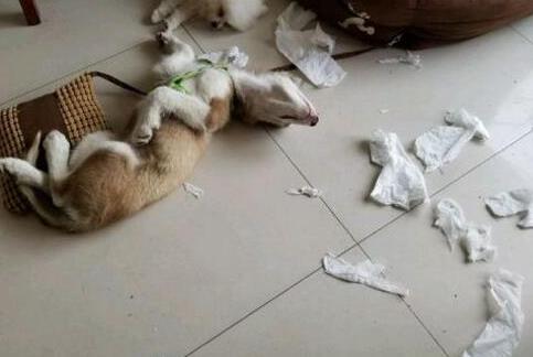 二哈总拆家, 主人想出这招来治它, 狗子的眼神亮了, 网友: 惹不起