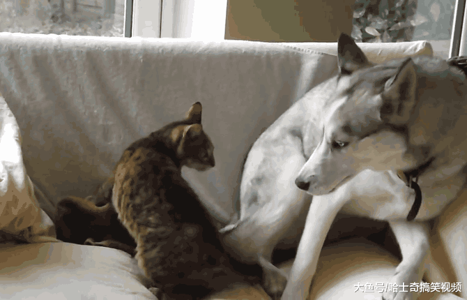 喵星人遇到纯二哈, 赶也赶不走, 二哈: 我就想踩你几脚