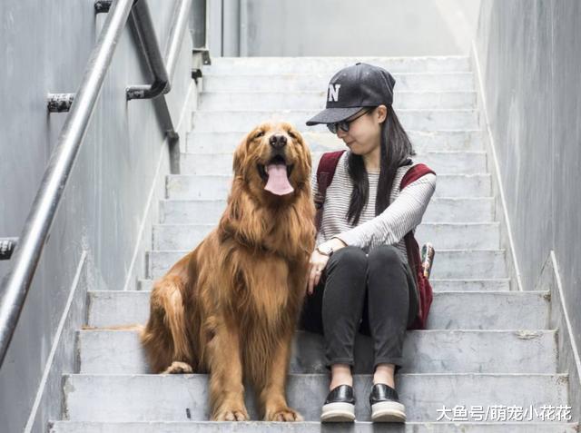 给金毛犬驱虫, 这5点没做好, 反而会害死它!