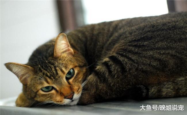 最喜欢跟主人撒娇的5种猫咪, 布偶猫在内, 第三种撒娇“勾人魂”