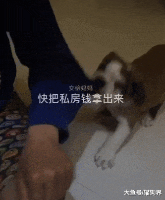 狗子从小就跟女主人一条心, 不给掏兜就急眼, 狗狗: 交出私房钱!